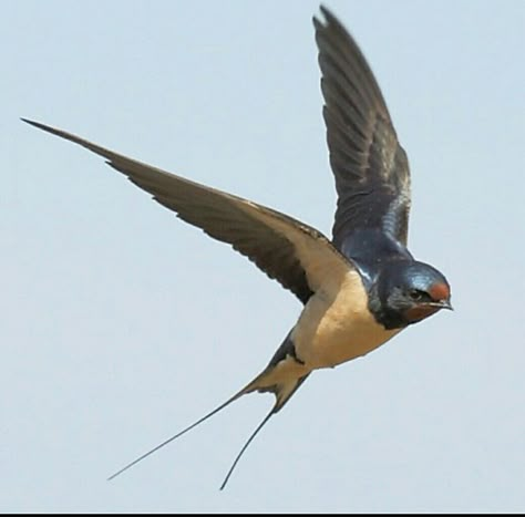 Barn Swallow, Bird Flying, Bird Artwork, Arte Inspo, Swallows, Bird Pictures, Birds Tattoo, Bird Drawings, Bird Photo