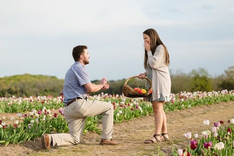 Tulip Field Proposal, Tulip Field Engagement Photos, Tulip Proposal, Field Engagement Photos, Tulip Field, Get Engaged, Proposal Photography, Tulip Fields, Surprise Proposal