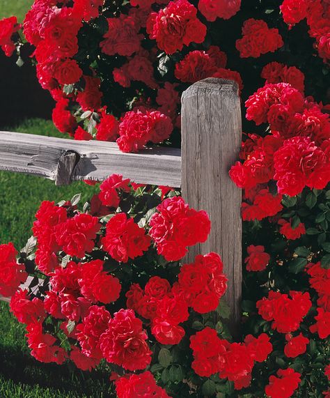 Climbing Red Roses by IronRodArt - Royce Bair ("Star Shooter") @ Flickr Red Climbing Roses, Rose Plant Care, Bouquet Champetre, Plant Aesthetic, Planting Roses, Climbing Roses, Rose Cottage, Climbing Plants, Rose Wallpaper