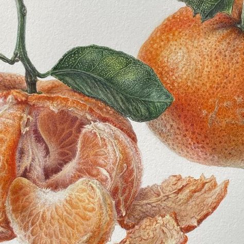 Marina Kiselyova on Instagram: "#botanicalart #watercolourart #botanicalillustration #foodillustration #watercolorpainting #mandarin #tangerine #citrus" Mandarin Watercolor, Food Illustrations, Bottle Design, Botanical Illustration, Botanical Art, Watercolor Art, Watercolor Paintings, Fruit, Water