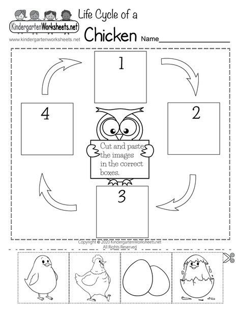 Free Printable Life Cycle of a Chicken Worksheet Chicken Life Cycle Coloring Page, Chicken Life Cycle Kindergarten, Life Cycle Worksheets Free Printable, Kindergarten Science Worksheets Free Printable, Chicken Life Cycle Printable, Life Cycle Of Animals Worksheet, Chicken Life Cycle Worksheet, Life Cycle Of A Bird Free Printables, Science Worksheets For Kindergarten Free Printable