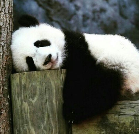 Panda Aethstetic, Panda Asethic, Cute Panda Pictures, Panda Pfp, Panda Aesthetic, Panda Photo, Panda Photos, Panda Pictures, Nap Day