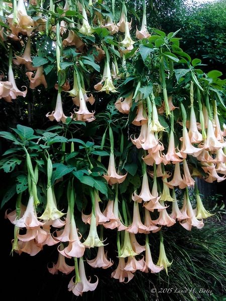 Angel Trumpet Plant, Angels Trumpet, Angel Trumpet, French Country Garden, Poisonous Plants, Rooftop Garden, Pretty Plants, Country Gardening, Small Trees