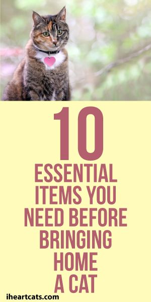 10 Essential Items You Need Before Bringing Home A Cat New Kitten, Cat Essentials, Cat Care Tips, Kitten Care, Owning A Cat, Cat Parenting, Cat Training, Pet Hacks, Cat Behavior