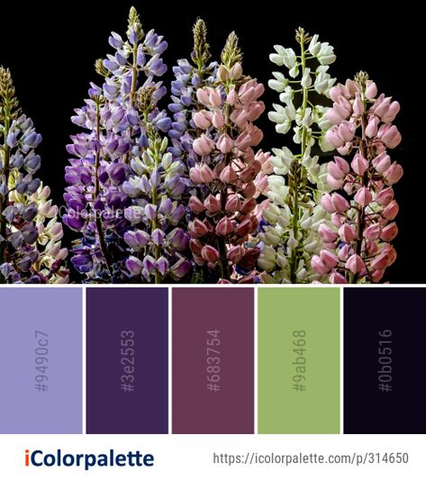 Color Palette Ideas from Plant Flower Lupin Image Lupine Color Palette, Plant Color Palette, Lupine Flowers, Color Palette Ideas, Branding Inspo, Palette Ideas, English Lavender, Summer Wedding Colors, Wedding Palette