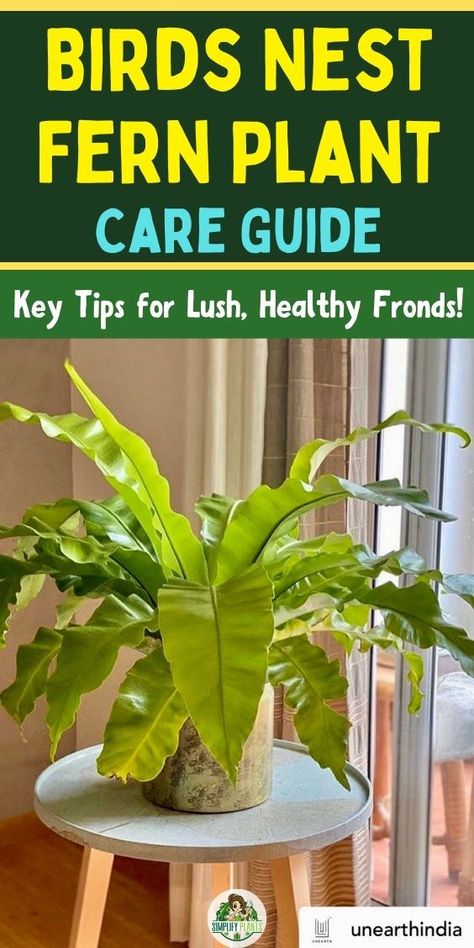 "Birds Nest Fern, Fern Care, Indoor Plants, Houseplant Care, Plant 
Parenting, Gardening Tips, Plant Care Tips, Indoor Gardening, Ferns, Plant 
Care, Greenery, Plant Care Guide, Care Instructions, Home Plant Care, Plant 
Care Routine, Plant Care Tips for Beginners." Bird Nest Fern Indoor, Bird Nest Fern Care, Birds Nest Fern Care, Indoor Plants Pet Friendly, Birds Nest Fern, Pet Friendly House Plants, Angel Plant, Plant Parenthood, Fern Care