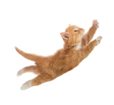 Cat Pose Reference, Cat Stock, Different Poses, Dancing Cat, Cat Pose, Cute Cats Photos, Cat Photo, Pose Reference, Red Color