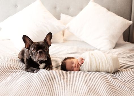 At Home Newborn Pictures With Dog, Newborn Shoot With Dog, Newborn Family Photos At Home With Dog, Newborn Photoshoot With Dog, Lifestyle Newborn Photography With Dog, Newborn Pictures With Dogs, Newborn Dog Photography, Newborn And Dog Photography, Newborn Photos With Dog