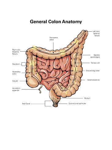 Colon Anatomy, Human Digestive System, Gall Bladder, Human Organs, Gastrointestinal Tract, Basic Anatomy And Physiology, Nursing School Survival, Human Body Parts, Medical School Essentials