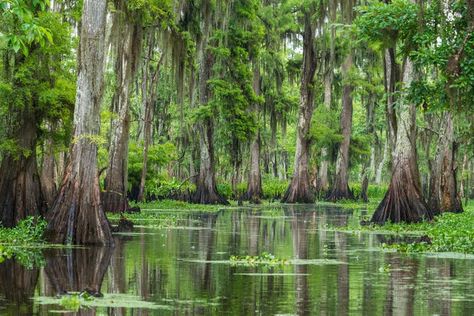 Swamp Paintings, New Orleans Swamp, Vicksburg Mississippi, Louisiana Swamp, Swamp Tours, Cypress Swamp, Louisiana Bayou, Louisiana Travel, Southern Plantations