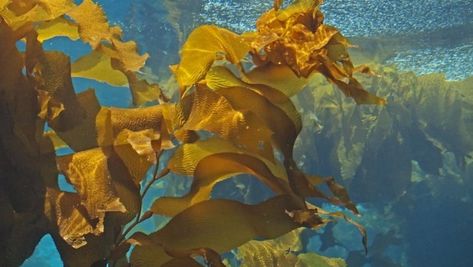 Algae Aesthetic, Brown Algae, Pacific Salmon, Marine Algae, Kelp Forest, Animal Guides, Monterey Bay Aquarium, Sea Kelp, Innovative Ideas