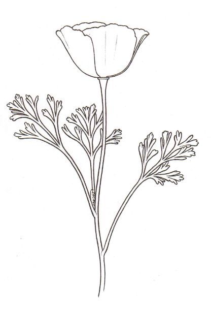 California Poppies Drawing, California Poppy Line Art, California Poppy Line Drawing, Watercolor California Poppy, California Poppy Illustration, California Poppy Embroidery, California Poppy Flower Tattoo, Archway Mural, California Poppy Drawing