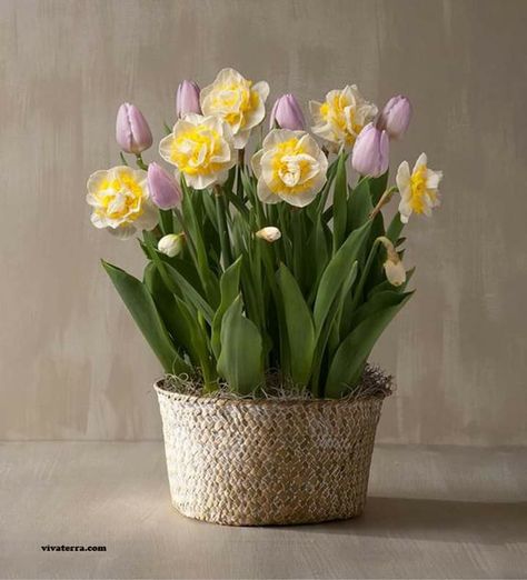 Bulb Planting Ideas, Easter Decoration Ideas, Flower Bulb, Flower Bed Designs, Garden Basket, Spring Decorations, Cottage Garden Design, Flower Pots Outdoor, Aesthetic Spring