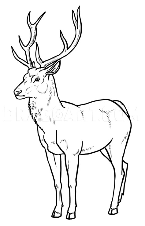 How To Draw Deer, Step by Step, Drawing Guide, by makangeni | dragoart.com How To Draw Deer, Deer Drawing Easy, Draw Deer, Deer Outline, Urs Polar, Deer Drawing, Sika Deer, Easy Animal Drawings, Decor Illustration