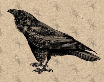 Crow Illustration, Black White Drawing, Crows Drawing, Art Altéré, Altered Art Jewelry, Parchment Background, Image Halloween, Crow Bird, Birds Print