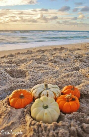 Pumpkins on the beach Coastal Pumpkins, Hello October Images, Luxury Vibes, Coastal Fall, Fall Beach, Pumpkin Images, Castle Decor, Fall Photo, Beach Background