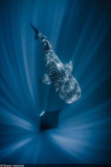 Whale Shark Diving, Sea Creatures Art, Bbc Earth, App Background, Black And White Picture Wall, Shark Swimming, Cute Whales, Ocean Wallpaper, A Whale