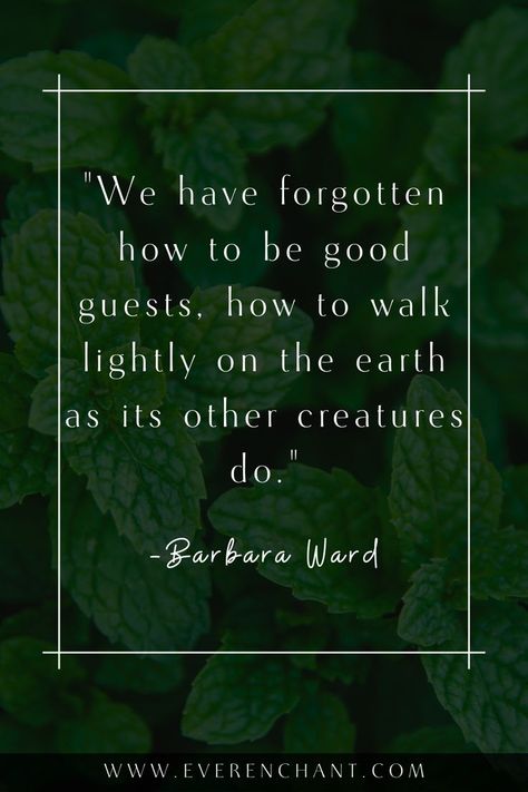 Conservation Quotes, Conservative Quotes, Sustainability Quotes, Environmental Quotes, Environment Quotes, How To Walk, Environmental Conservation, Environmental Awareness, Quotes To Inspire