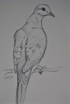 Dove Sketch, Dove Sketches, Morning Dove, Dove Drawing, Vogel Tattoo, Dove Pictures, Bird Sketch, Drawing Easy, Bird Drawings