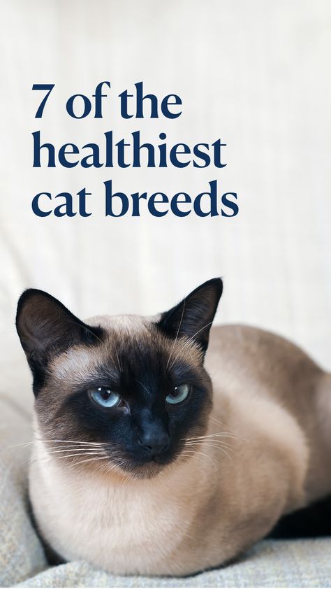 Here’s what to know about some of the healthiest cat breeds and how to care for them.  #cat #cats #healthycat Friendliest Cat Breeds, Long Hair Cats Breeds, Pics Of Kittens, Cat Haircuts, Type Of Cats, Small Cat Breeds, Domestic Shorthair Cat, Cat Haircut, Fluffy Cat Breeds