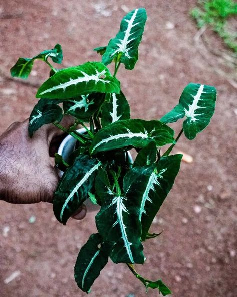 Syngonium Wendlandii: Experts Guide to Wendland's Arrowhead Vine Syngonium Wendlandii, Arrowhead Vine, Green Things, The Caribbean, The Family, House Plants, Vines, Wonder, Plants