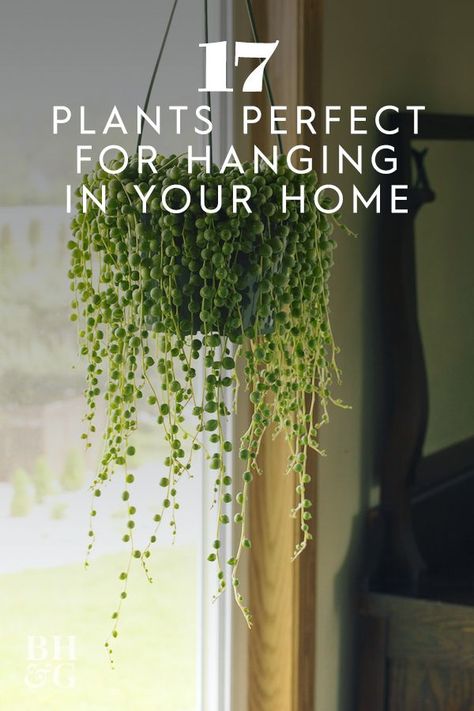 Best Hanging Plants Indoor, Best Indoor Hanging Plants, Hanging Indoor Plants, Pot Gantung, Hanging Plants Outdoor, Indoor Plant Wall, Plant Hanging, Hanging Plant Wall, Hanging Plants Indoor