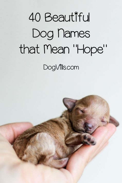 If you're looking for dog names that mean hope, you've come to the right place. Read on to find  beautiful ideas for both male and female dogs. Beautiful Dog Names, Puppies Names Female, Dog Names Unique, Boy Dog Names, Girl Dog Names, Female Dog Names, Cute Names For Dogs, Dog Information, Beautiful Dog