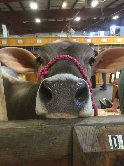 Nosey Cow Undoubtedly Stole The Show At The County Fairgrounds. Not Everyone’s Into Cows, But She Was A Beauty With The Softest Ears Fair Animals, Cute Wombat, Cow Pose, Fluffy Cows, Big Animals, Lovely Creatures, Baby Goats, Baby Cows