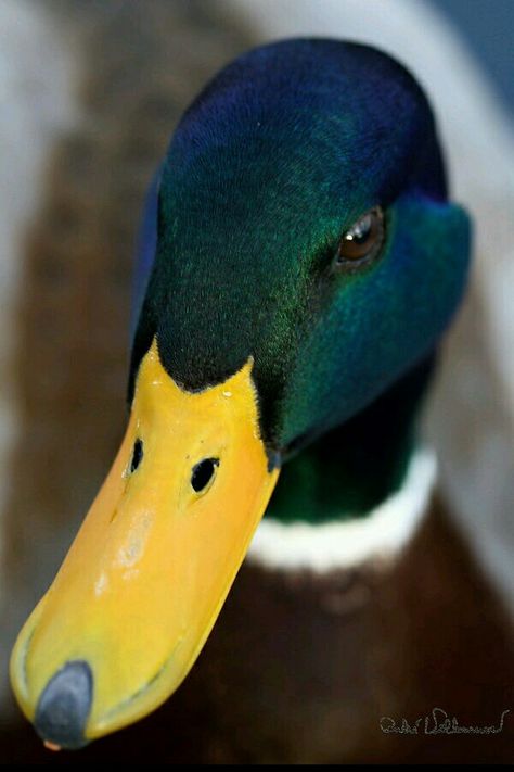 Beautiful Duck Duck Pictures, Waterfowl Hunting, Mallard Duck, Duck Hunting, Pretty Birds, Colorful Birds, Mallard, Bird Watching, Beautiful Creatures