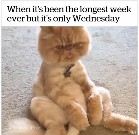 Longest week ever.... Longest Week Ever Funny, Heart Cats, Cats And Cucumbers, Animal Tumblr, 9gag Funny, Cat Comics, Foster Kittens, Cute Little Kittens, Funny Animal Quotes