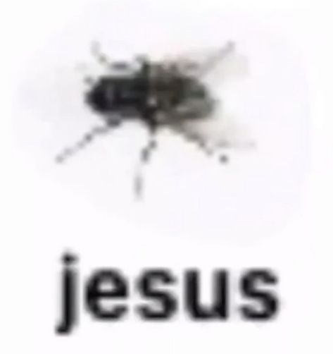 Low Quality Bug Names, Blurry Bugs With Names, Bugs With Names, Insects Names, Silly Names, Hi Welcome To Chili's, Cool Bugs, Silly Images, Silly Animals