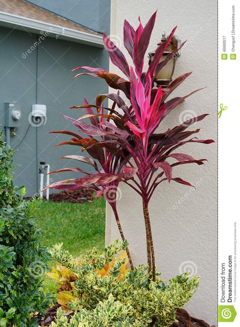 Cordyline Red Sister Plant And Croton Varieties Stock Image - Image of strong, city: 46660517 Cordyline Red Sister, Red Sister Plant, Driveway Entrance Landscaping, Florida Landscape, Plant Landscape, Florida Landscaping, Front Landscaping, Colorful Plants, How To Go