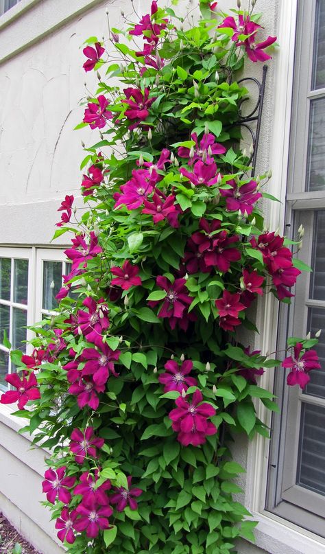 Perennial Flowering Vines, Evergreen Clematis, Clematis Jackmanii, Clematis Varieties, Trachelospermum Jasminoides, Autumn Clematis, Clematis Plants, Climbing Flowers, Backyard Garden Layout