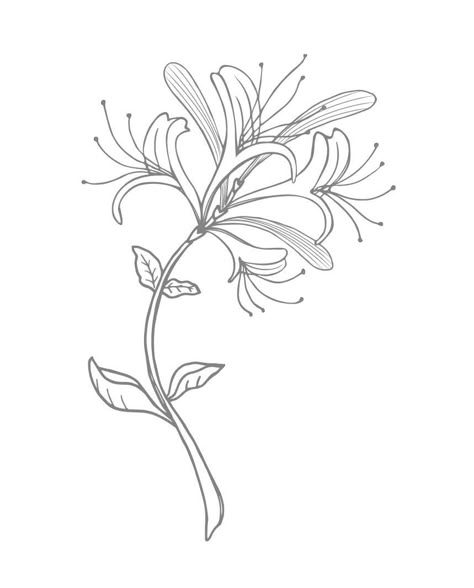 Fay Tattoo, Honeysuckle Illustration, Honeysuckle Tattoo Simple, Honeysuckle Tattoo, 16 Tattoo, Honey Suckle, Honeysuckle Flower, Birth Flower Tattoos, Shoulder Tattoos For Women