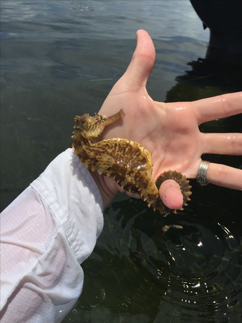 Most beautiful creature I've ever held in my hand! #UnderTheSea #SeaHorse #Underlining #SeaLife Seahorse Aesthetic, Seahorse Couple, Pet Seahorse, Male Seahorse, Baby Seahorse, Cute Seahorse, Sea Life Animals, Cute Reptiles, Boy Fishing