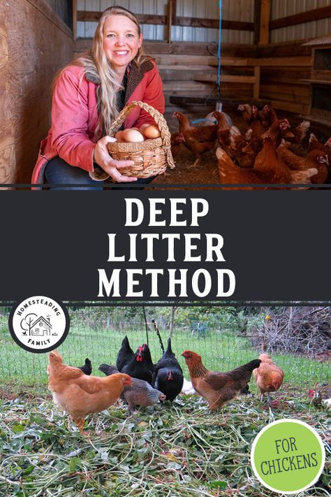 Deep Bedding Chicken Coop, Chicken Coop Flooring Bedding, Chicken Coop Floor Ideas, Chickens Backyard Breeds, Deep Litter Method, Chicken Coop Bedding, Inside Chicken Coop, Happy Chickens, Bed On The Floor