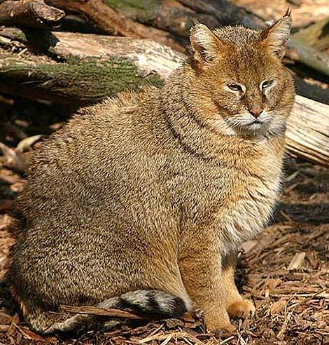 What cats looked like before they became pets... who would have wanted this ugly ass thing as a pet? Chausie Cat, Black Footed Cat, Cats Orange, Small Wild Cats, Sand Cat, Spotted Cat, Cat Species, Jungle Cat, Exotic Cats