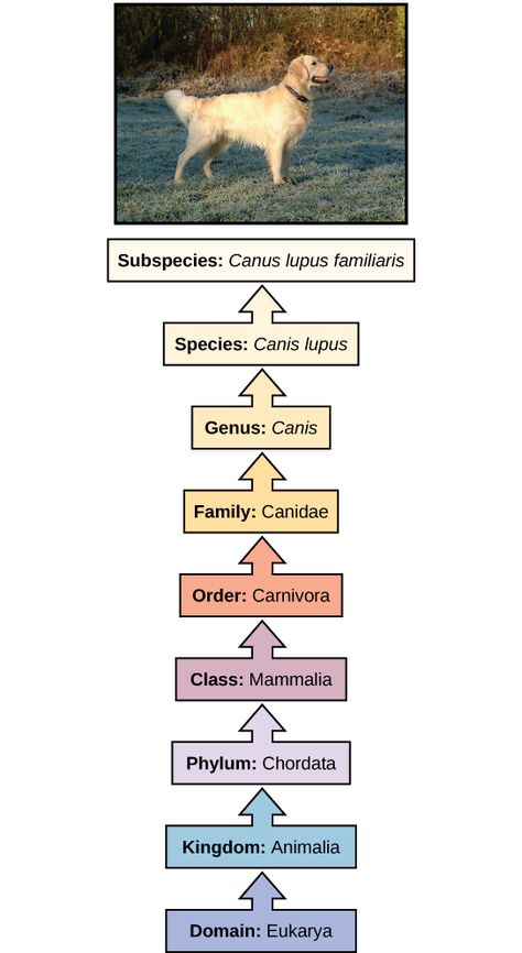 The illustration shows the classification of a dog, which belongs in the domain Eukarya, kingdom Animalia, phylum Chordata, class Mammalia, order Carnivore, family Canidae, genus Canis, species Canis lupus, and the subspecies is Canis lupus familiaris. Taxonomy Biology Notes, Kingdom Animalia Notes, Biology Classification, Taxonomy Classification, Taxonomy Biology, Vet Pictures, Biological Classification, Quercus Alba, Taxonomic Classification