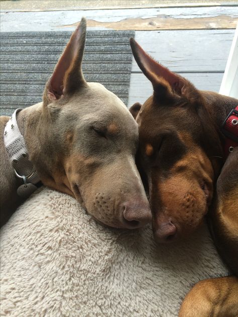 Sibling love Dog Siblings, Sibling Love, Two Dogs, Dream Board, Doberman, Mans Best Friend, Best Friends, Dogs, Animals