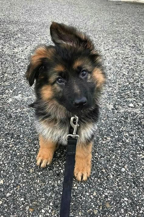 Super Cute Puppies, Cute Puppy Pictures, Cute Dog Pictures, Really Cute Dogs, Cute Little Puppies, Puppy Breeds, Cute Dogs And Puppies, Shepherd Puppies