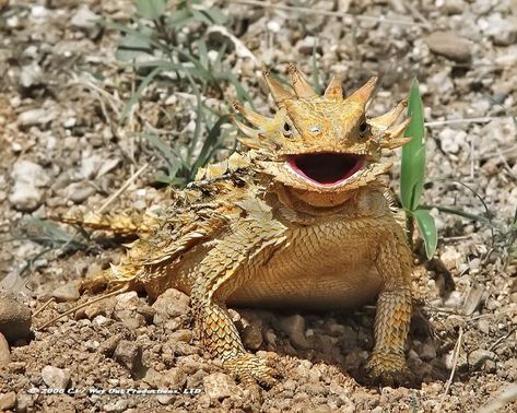 Desert Lizards, Horned Toad, Texas Animals, Horned Lizard, Large Lizards, Cute Reptiles, Horned Frogs, Watch Cartoons, Reptiles And Amphibians