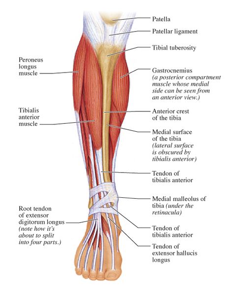 Release Tibialis Anterior and Peroneals Fascia to Relieve Pain on TOPS of Feet, Shin Splints, Foot Cramps and More Calf Anatomy, Leg Muscles Diagram, Muscles Diagram, Leg Muscles Anatomy, Tibialis Anterior, Peroneus Longus, Shin Splint Exercises, Soleus Muscle, Muscle Diagram