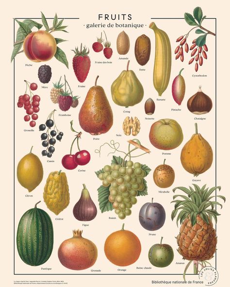 Fruit Collage, French Illustration, Foto Transfer, Pop Art Posters, Kitchen Posters, Botanical Drawings, Retro Wall Art, Vintage Botanical, Botanical Illustration