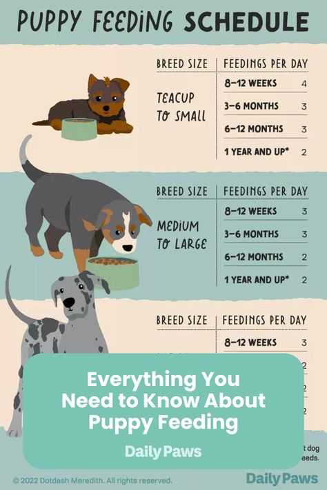 Our puppy feeding guide on weaning, creating a schedule, how much to feed, and choosing the right food will help your pup grow up healthy and strong. Puppy Feeding Guide, Puppy Feeding Schedule, Puppy Schedule, Puppy Essentials, Puppy Feeding, Best Puppy Food, New Puppy Checklist, Puppy Checklist, Bichon Frise Puppy