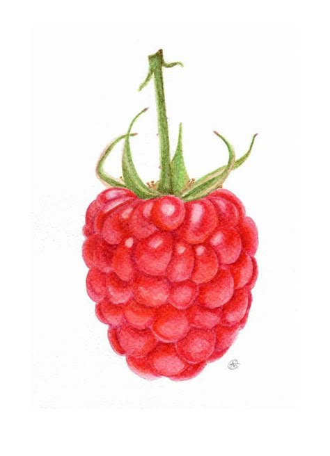 Raspberries Drawing, Raspberry Fruit, Watercolor Food, Watercolor Fruit, Food Painting, Wall Drawing, Fruit Painting, Illustration Food, Botanical Watercolor