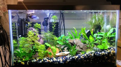 Classroom Aquarium Ideas, Fish Tank In Classroom, Classroom Fish Tank Class Pet, Classroom Fish Tank, Classroom Aquarium, Aquarium Room, Future Educator, Preschool Classroom Ideas, Classroom Pets