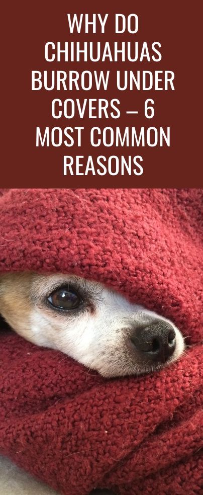 Has your dog’s snuggling led to you asking why do Chihuahuas burrow under covers? If yes, then this feature has all the answers you need! Chihuahuas Funny, Chiweenie Puppy, Chihuahua Quotes Funny, Chiwawa Dog, Chiwawa Chihuahuas, Chihuahua Dogs Funny, Deer Chihuahua, Chiwawa Puppies, Cute Tiny Dogs