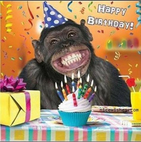 Happy Birthday BARB! Happy Birthday Animals, Happy Birthday Sister Quotes, Arte Jazz, Funny Happy Birthday Song, Funny Happy Birthday Wishes, Monkey Birthday, Happy Birthday Friend, Birthday Wishes Funny, Happy Birthday Meme