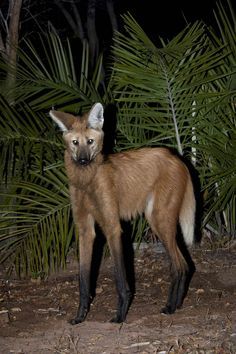 Maned Wolf, Chrysocyon brachyurus, talle. 	 The maned wolf is the tallest wild canid and is quite agile on its four spindly legs. They inhabit open forests and savannas of central South America, like this wolf who was seen hunting at night in Brazil. These wolves can also rotate their tall ears to listen for prey in the grass. Manned Wolf, Maned Wolves, Tattoo Wallpaper, Wolf Family, Maned Wolf, Wolf Photography, Rare Animals, Mary Ann, Wild Dogs