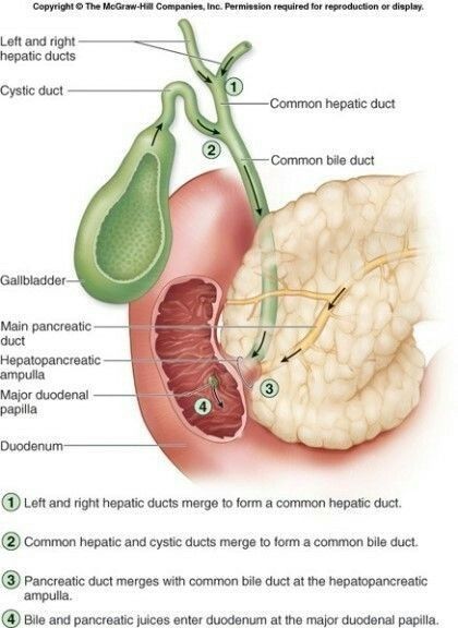 Tree Anatomy, Digestive System Anatomy, Human Digestive System, Medicine Notes, Basic Anatomy And Physiology, Bile Duct, Human Body Anatomy, Nursing School Studying, Muscle Anatomy